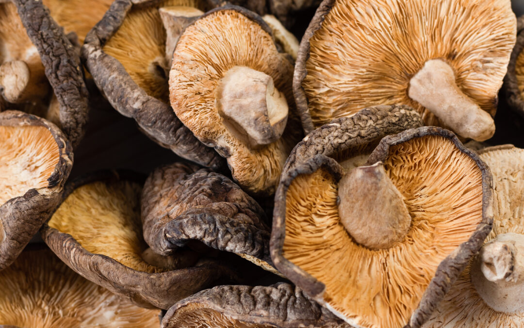 Shitake-Pilze