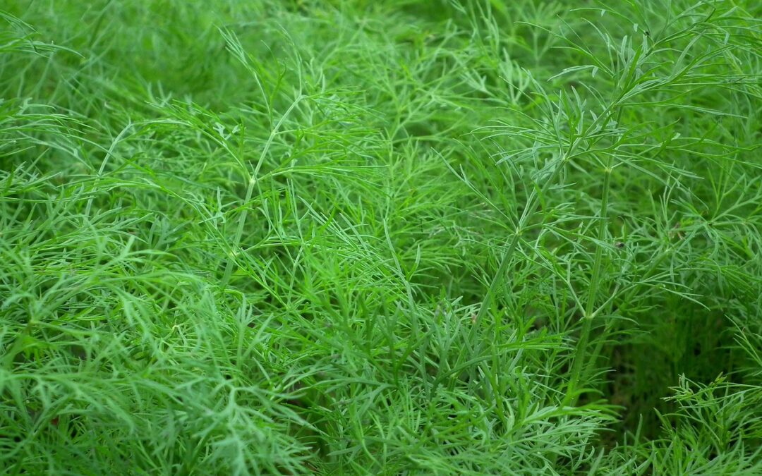 Dill