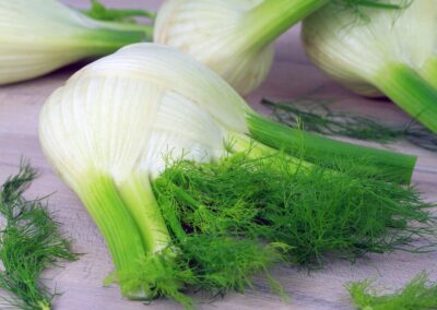 Fenchel