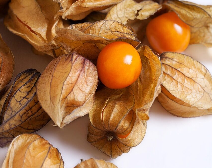 Physalis