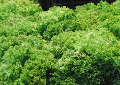 Friseesalat (Endivie)