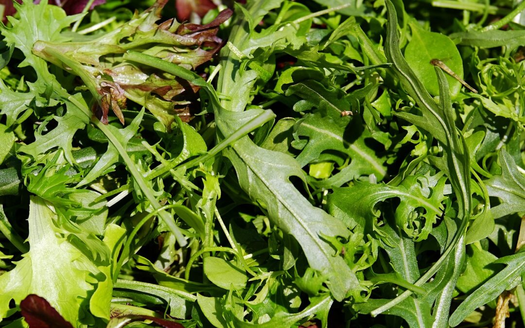 Rucola Salat