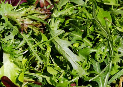 Rucola Salat