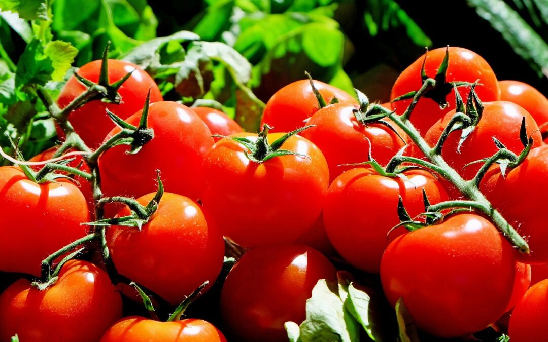 Tomaten